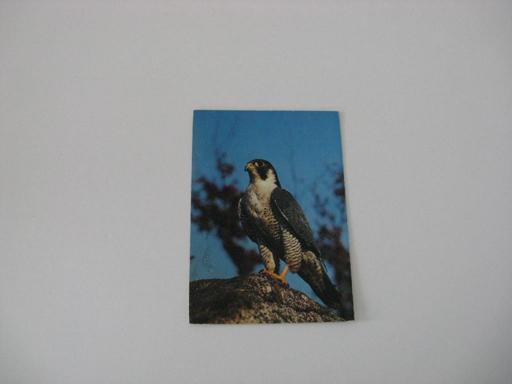 6 verschillende Vogels 1 Slechtvalk 3 De Vink Roodborsje etc, Verzenden, 1960 tot 1980, Gelopen, Vogel