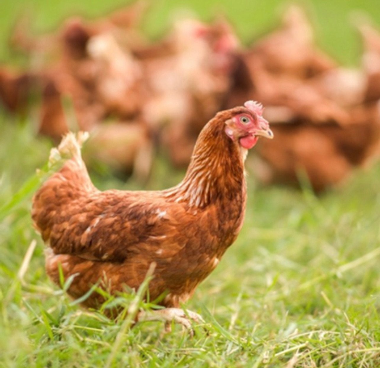 Gezocht Kippen/Legkippen Gratis, Dieren en Toebehoren, Pluimvee, Vrouwelijk, Kip