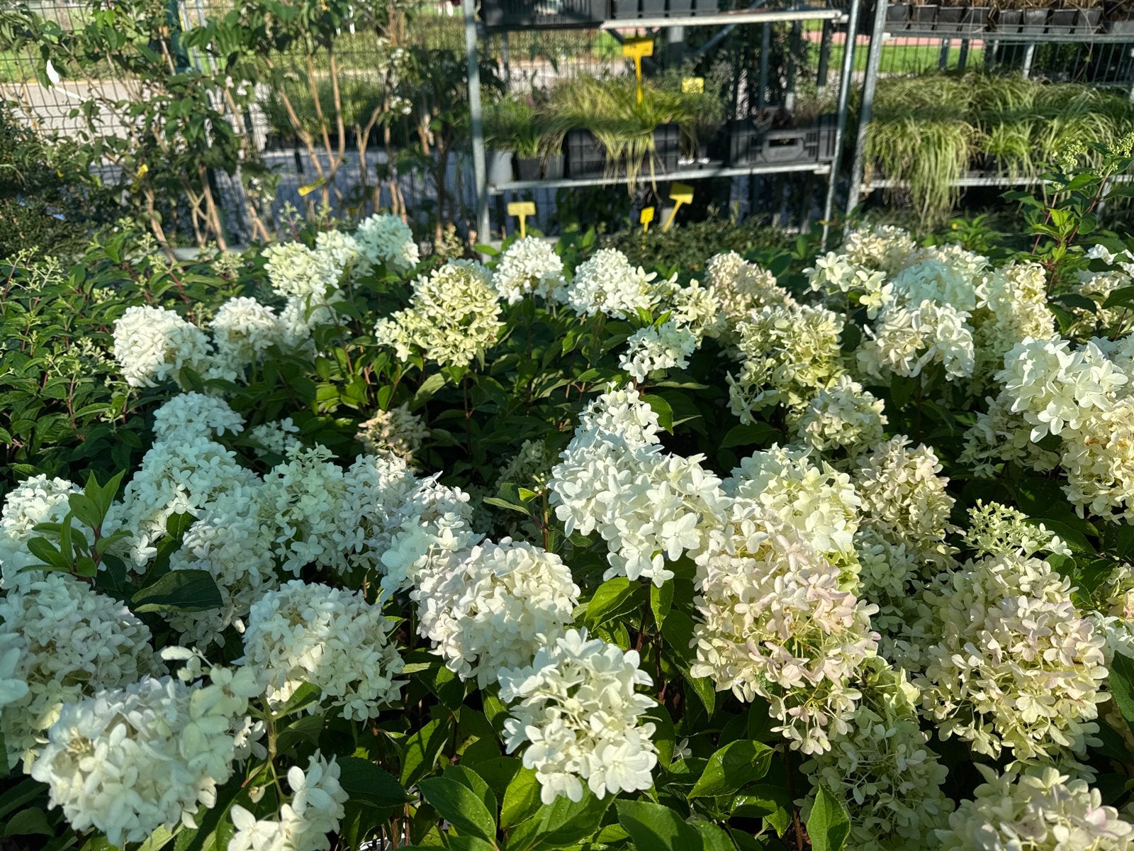 Skyfall Pluimhortensia in 19 cm pot Exclusieve Hydrangea’s, Tuin en Terras, Volle zon, Vaste plant, Zomer, Ophalen