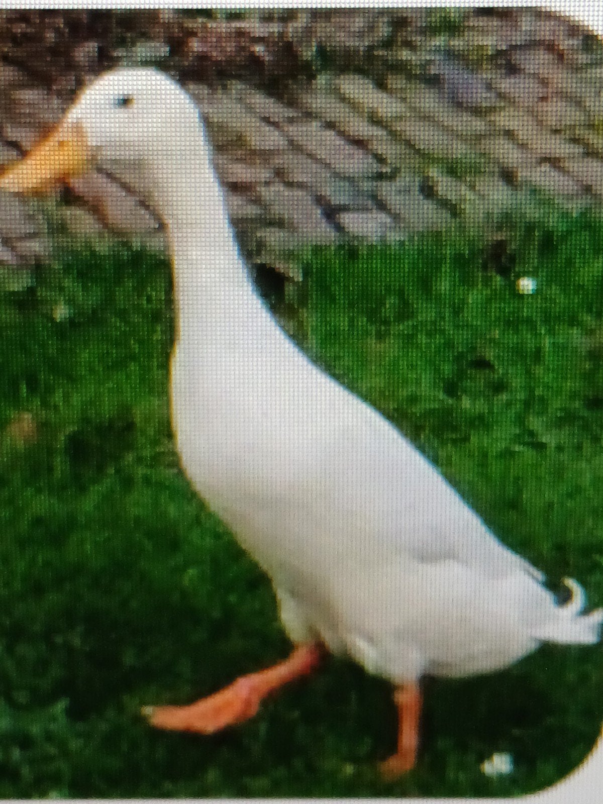 Zuiver ras loopeend woerd., Dieren en Toebehoren, Pluimvee, Mannelijk, Eend