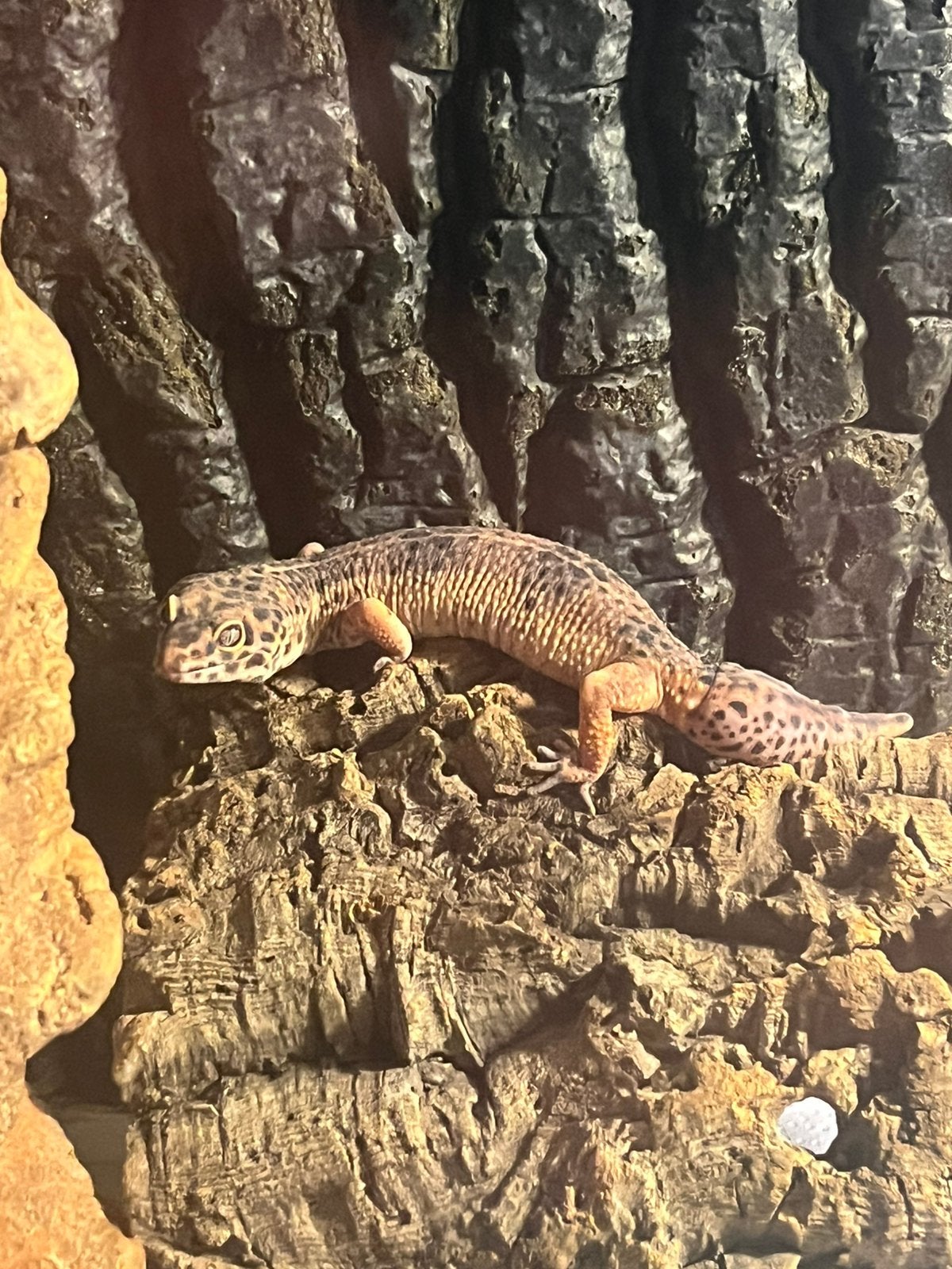 Koppel luipaard gekko’s + compleet terrarium Leopard Gecko photo 7