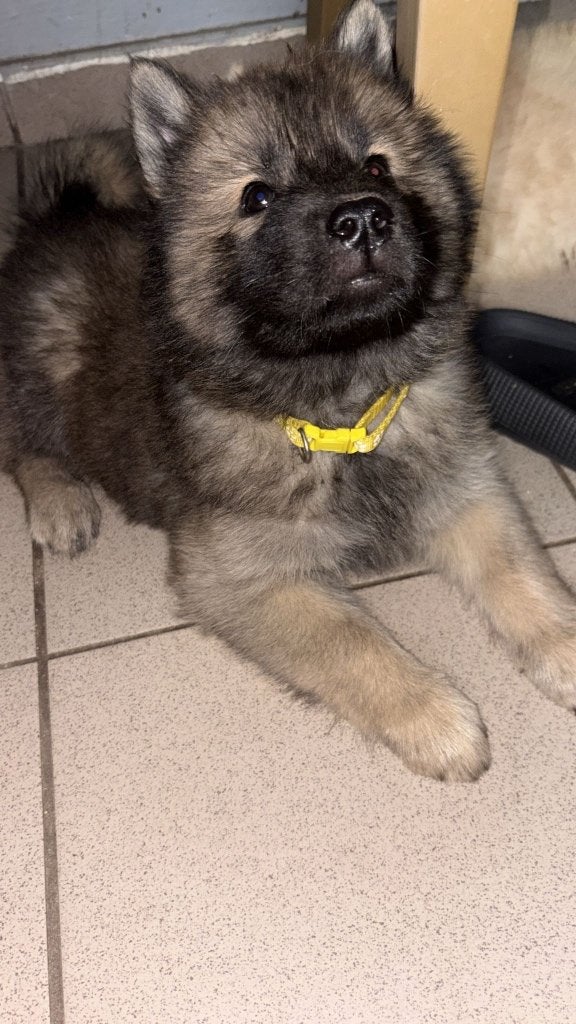 Chow chow x husky pups, Dieren en Toebehoren, Honden | Poolhonden, Keeshonden en Oertypen, Meerdere dieren, Overige rassen, Particulier