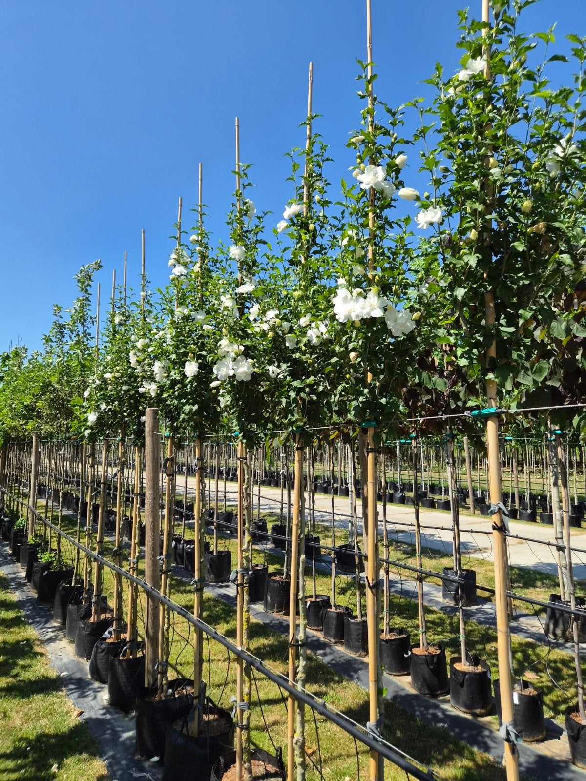 Hibiscus Syriacus White Chiffon in pot, ca. 3.5m hoog, Ophalen of Verzenden, Zomer, Overige soorten, Volle zon