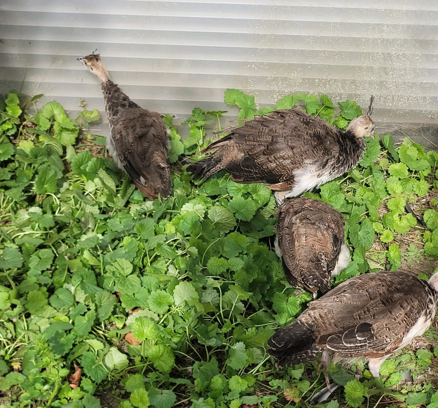 2 koppels pauwen te koop, Dieren en Toebehoren, Meerdere dieren, Overige soorten