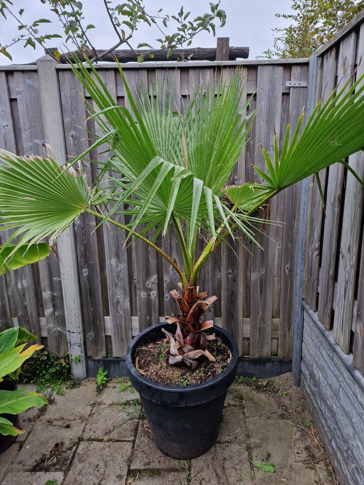 grote palm in pot washingtonia robusta, Tuin en Terras, Planten | Bomen, 100 tot 250 cm, Zomer, Palmboom, Ophalen
