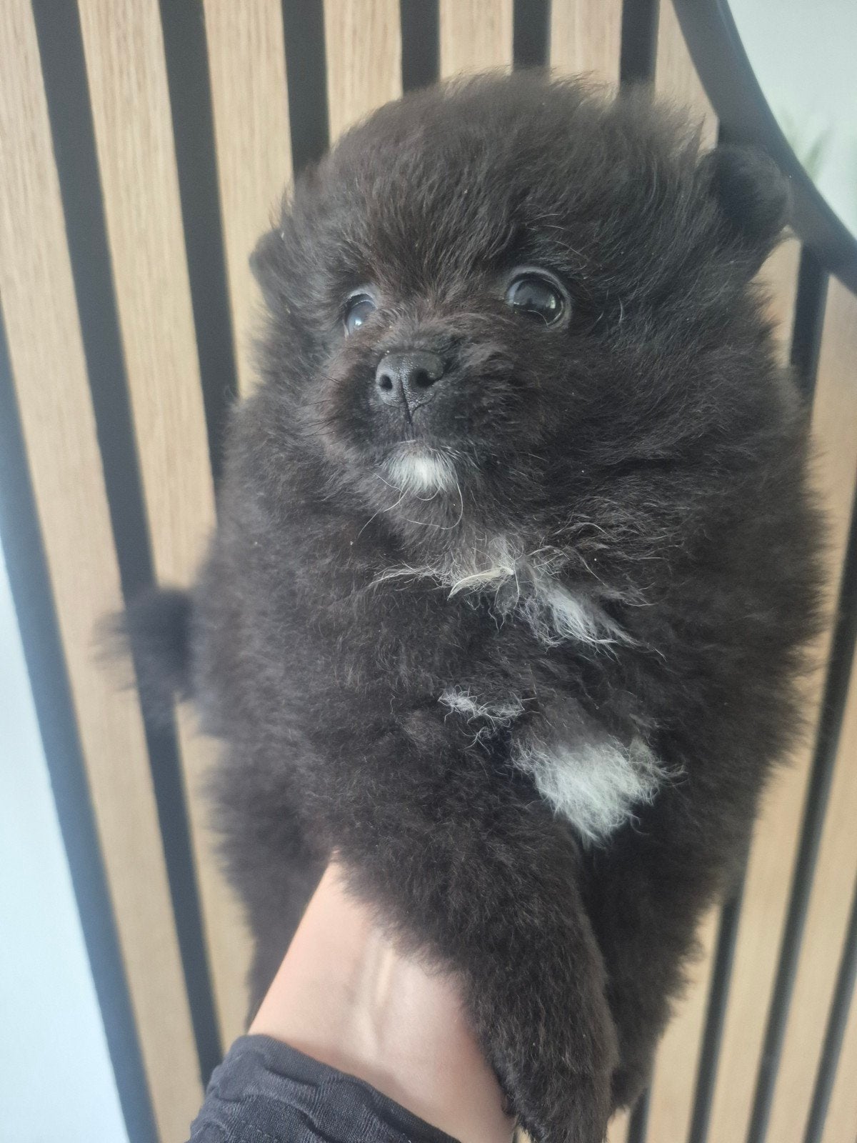 Pomeriaan pups NL, Meerdere dieren, Gechipt, 0 tot 2 jaar