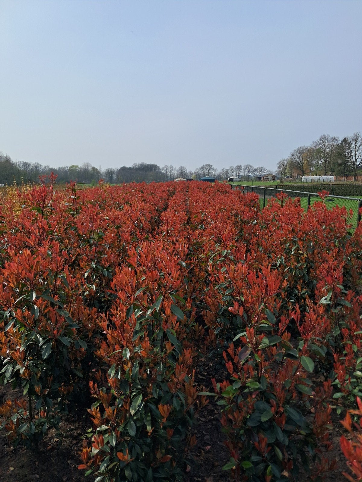 photinia red robin haagplant van 80 tot 200 cm vanaf €7, Tuin en Terras, Ophalen of Verzenden, Overige soorten, 100 tot 250 cm