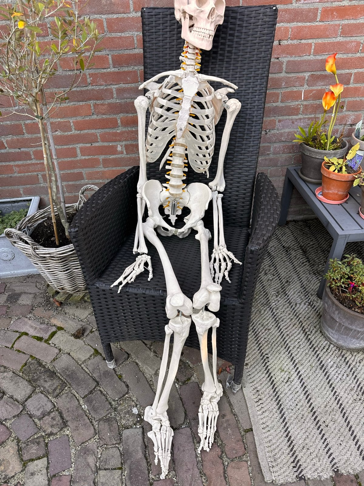 Realistisch skeletmodel voor educatie incl. Standaard, Ophalen, Gebruikt
