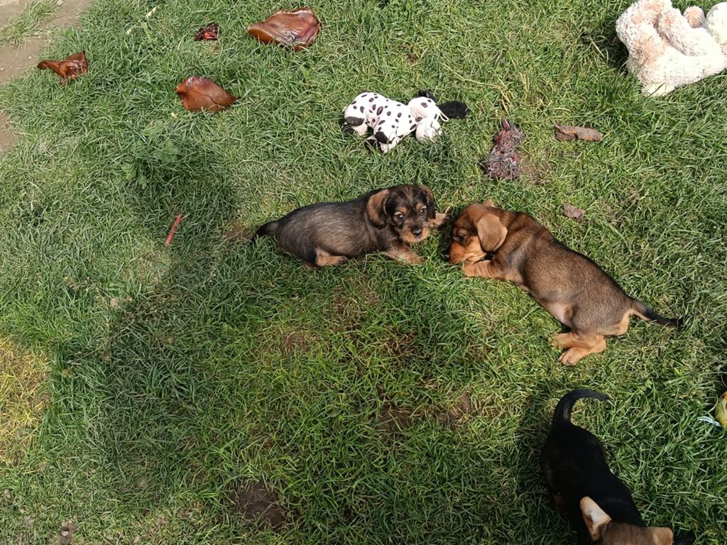 Ruwhaar teckels met stamboom, Parvo, Standaard, 8 tot 15 weken, Meerdere
