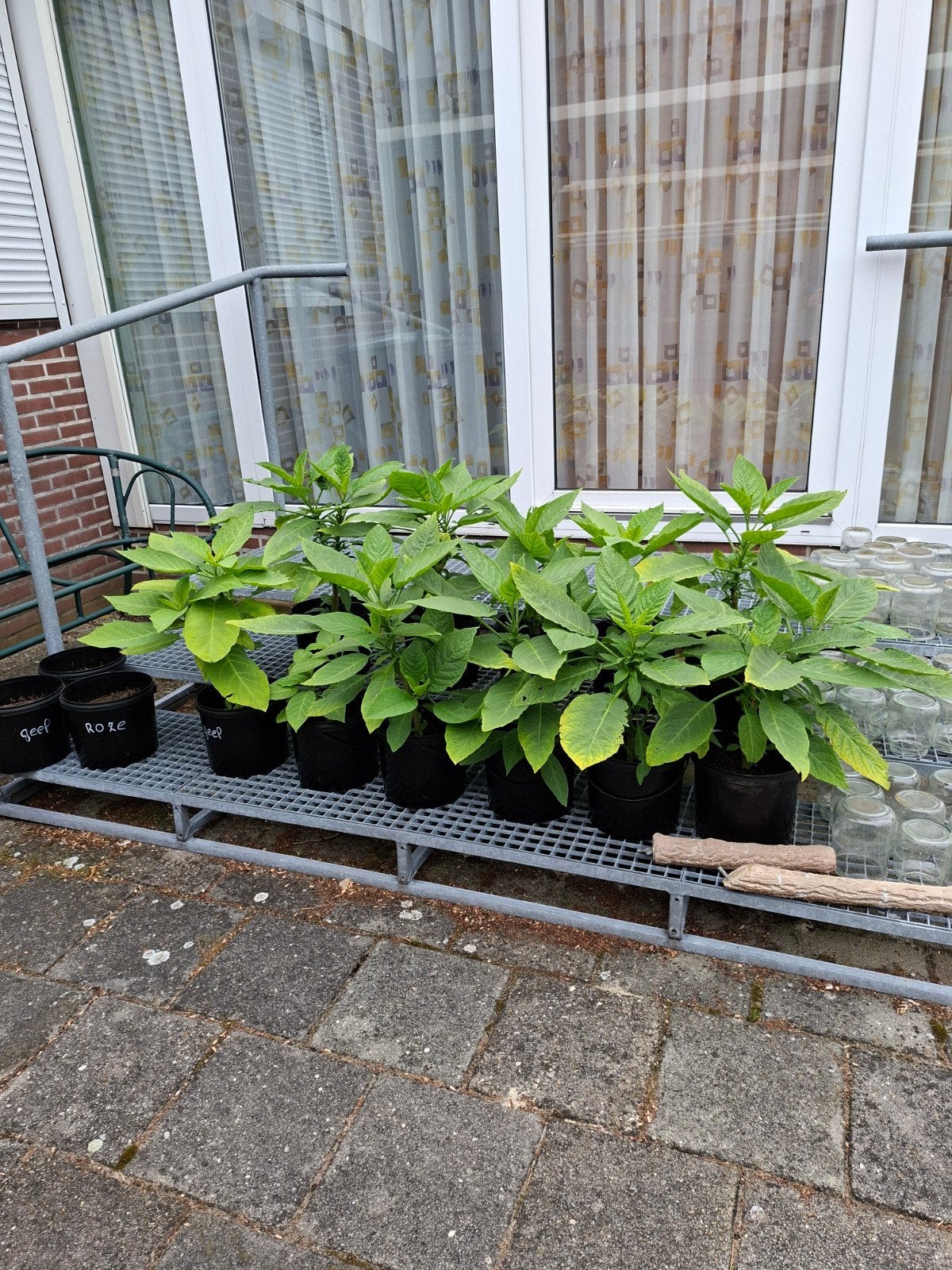 Te koop: brugmansia, Tuin en Terras, Ophalen, Overige soorten, Volle zon