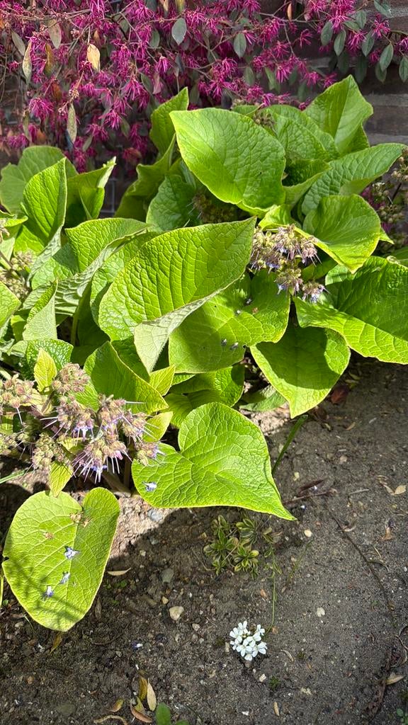 Oosterse bernagie, Vaste plant, Halfschaduw, Lente, Ophalen