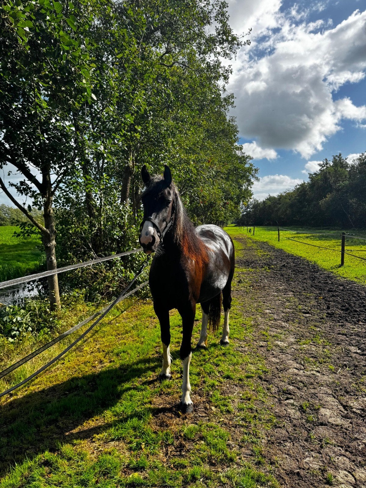 Lief familiepaard te koop merrie, Minder dan 160 cm, 0 tot 2 jaar, Onbeleerd, Recreatiepaard