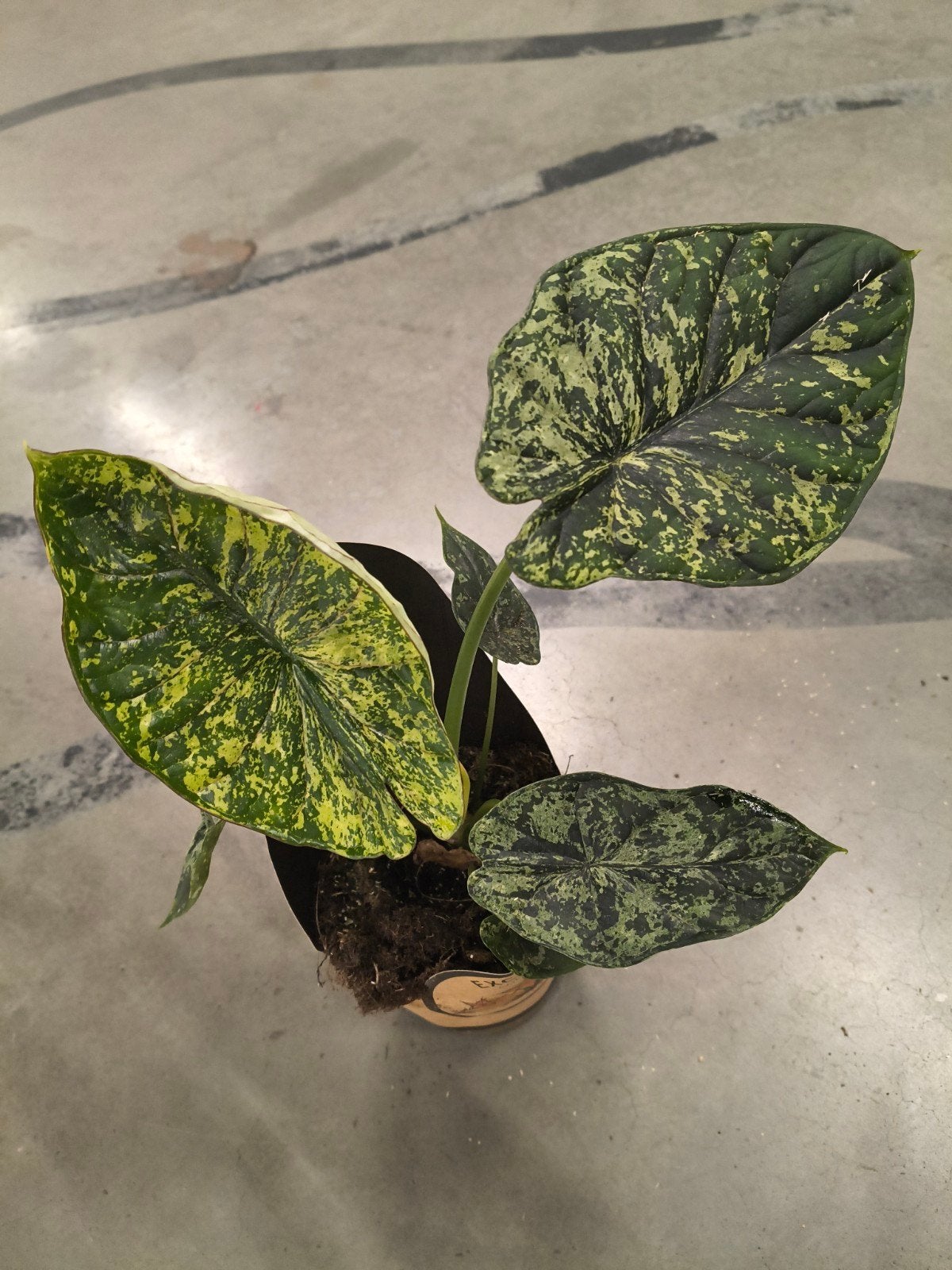 Alocasia Dragon Scale Mint Variegata plant, Ophalen of Verzenden, Halfschaduw, Minder dan 100 cm