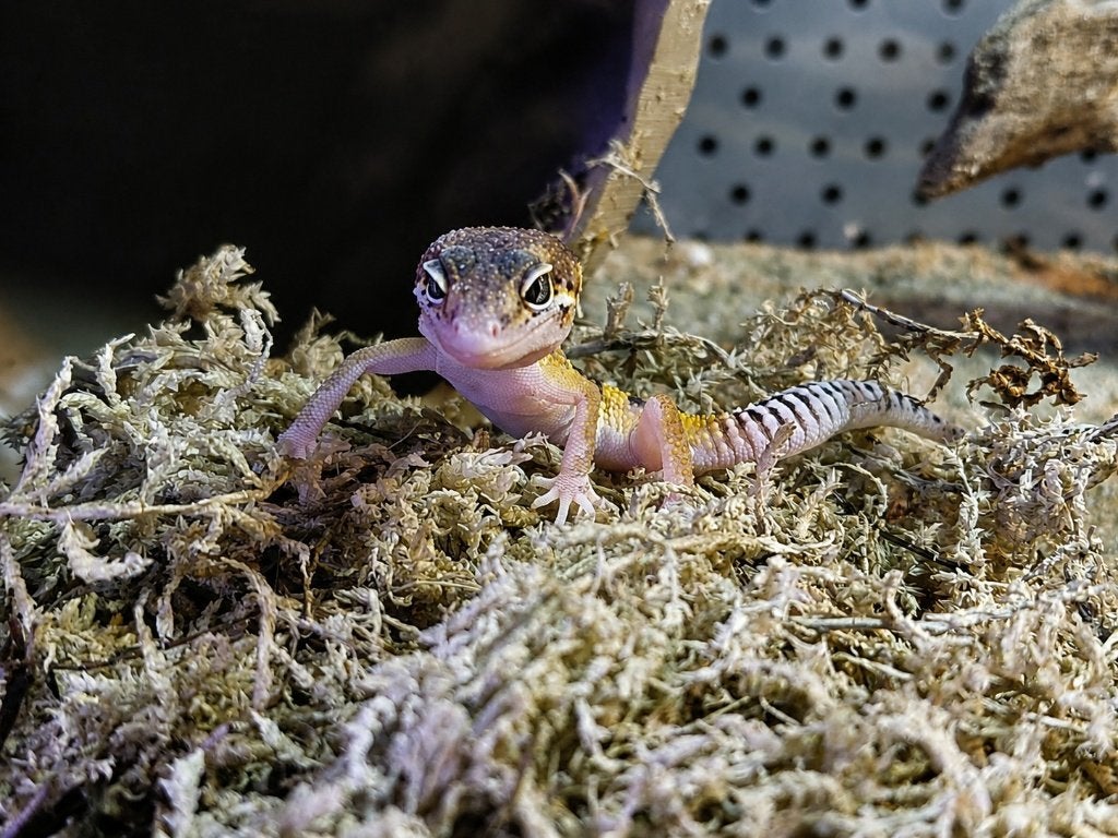 Prachtige Luipaardgekko's (Eublepharis macularius) Leopard Gecko photo 8
