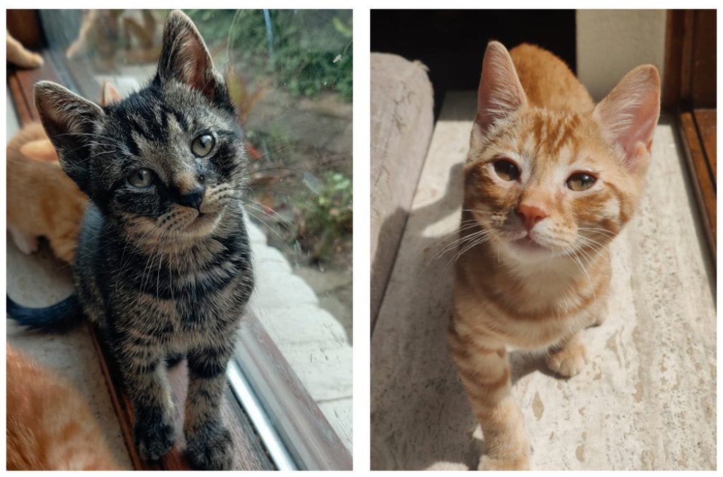 Europese korthaar kitten - twee katers, Kater, Kortharig, 0 tot 2 jaar