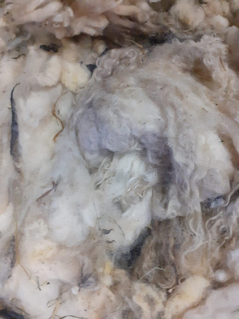 Gratis Schapenwol, Ophalen, Spinwol