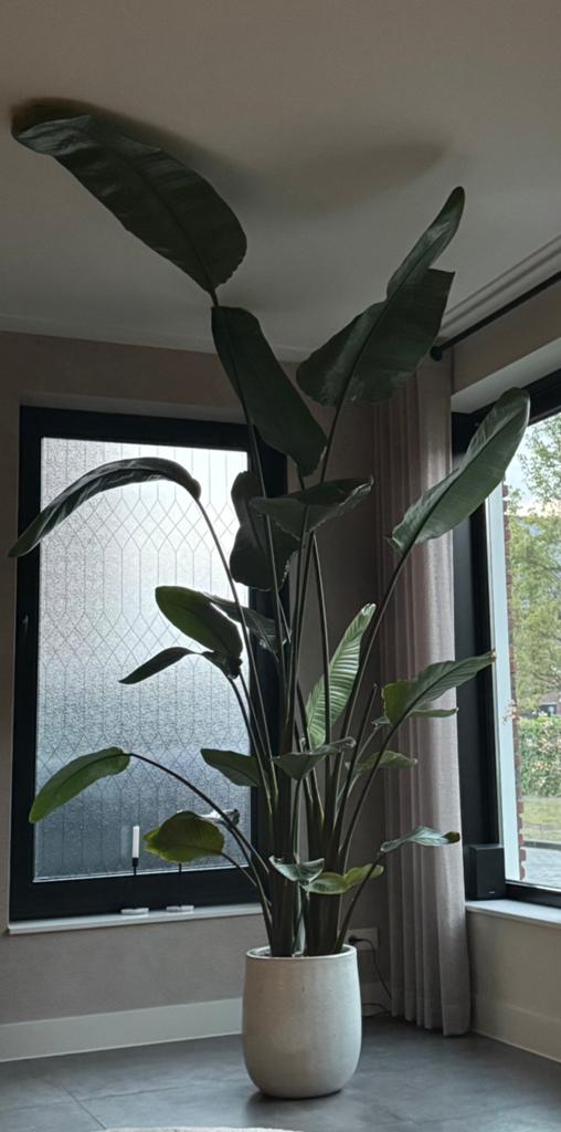 Strelitzia nicolai, Ophalen, Halfschaduw, 200 cm of meer