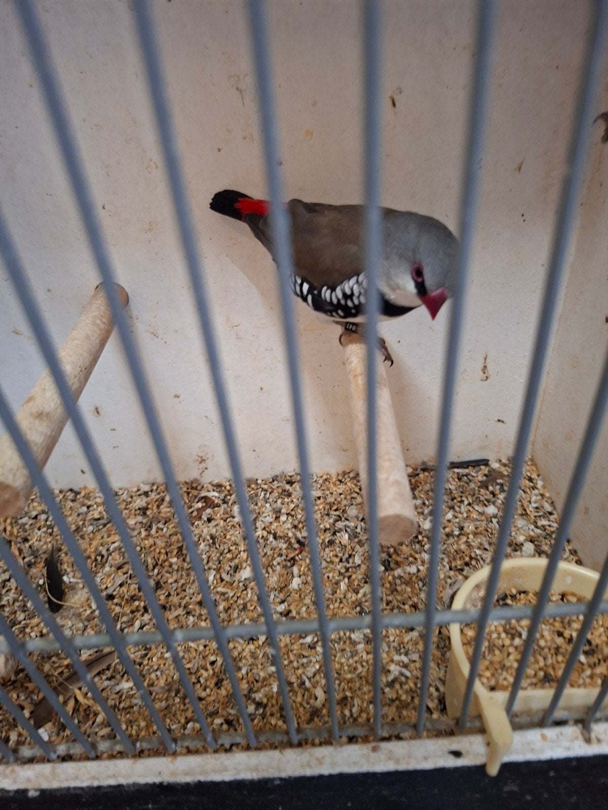 Te koop 2 Diamantvink mannen, Dieren en Toebehoren, Mannelijk, Geringd