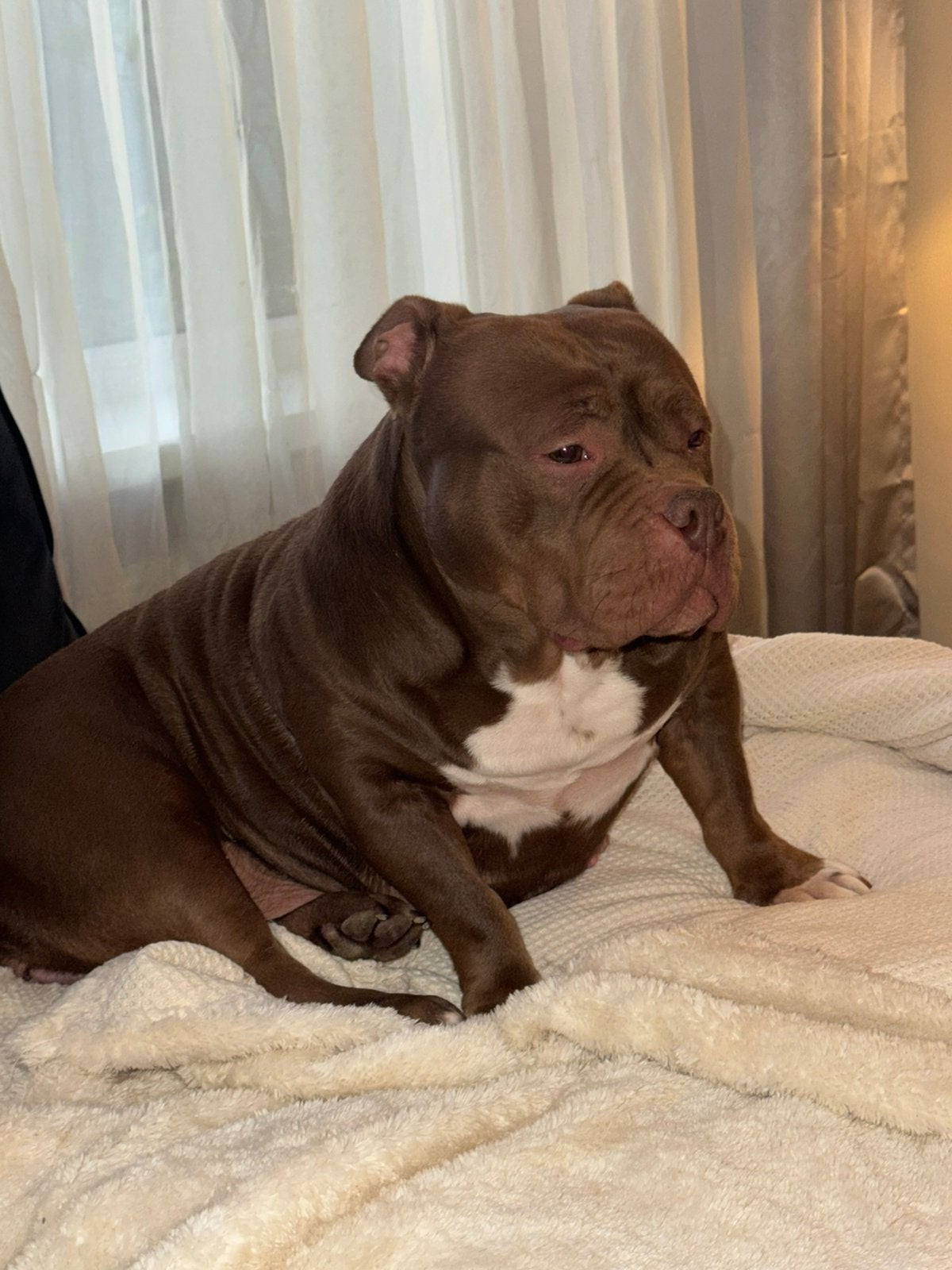 American Bully Pocket teef, Dieren en Toebehoren, Particulier, Buitenland, Teef, Parvo