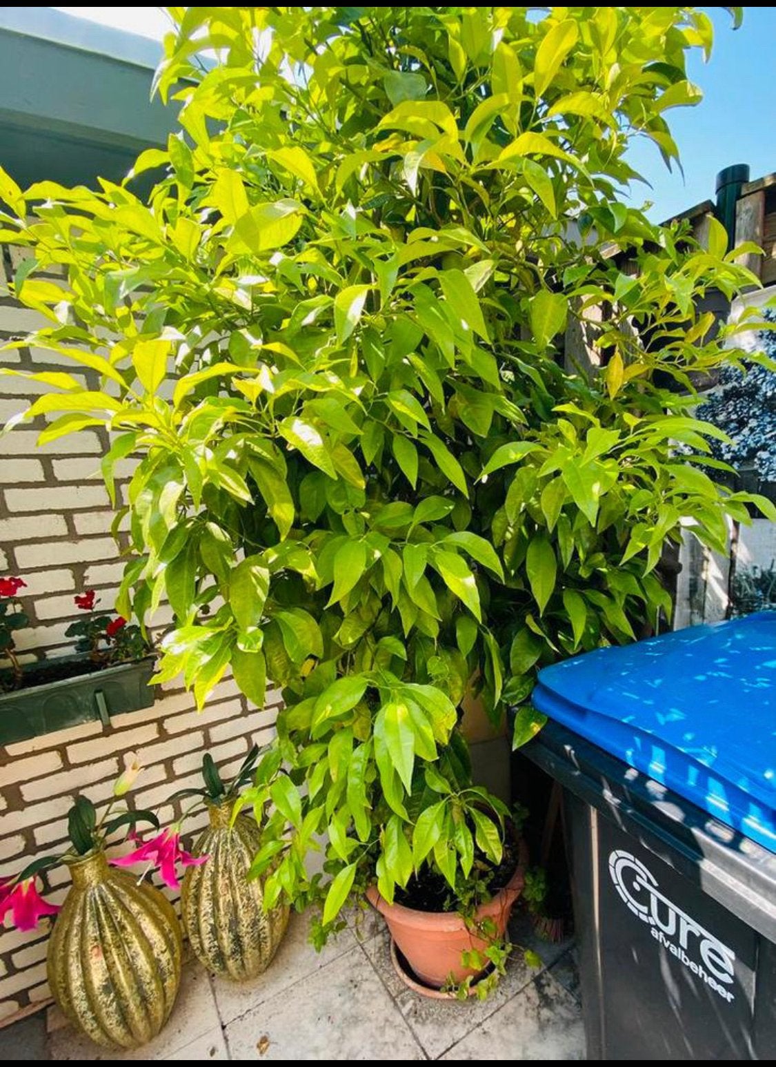 Te koop een hele mooie grote 12 jarige oranjeboom . € 300, Tuin en Terras, Planten | Bomen, Ophalen of Verzenden, Zomer, Volle zon