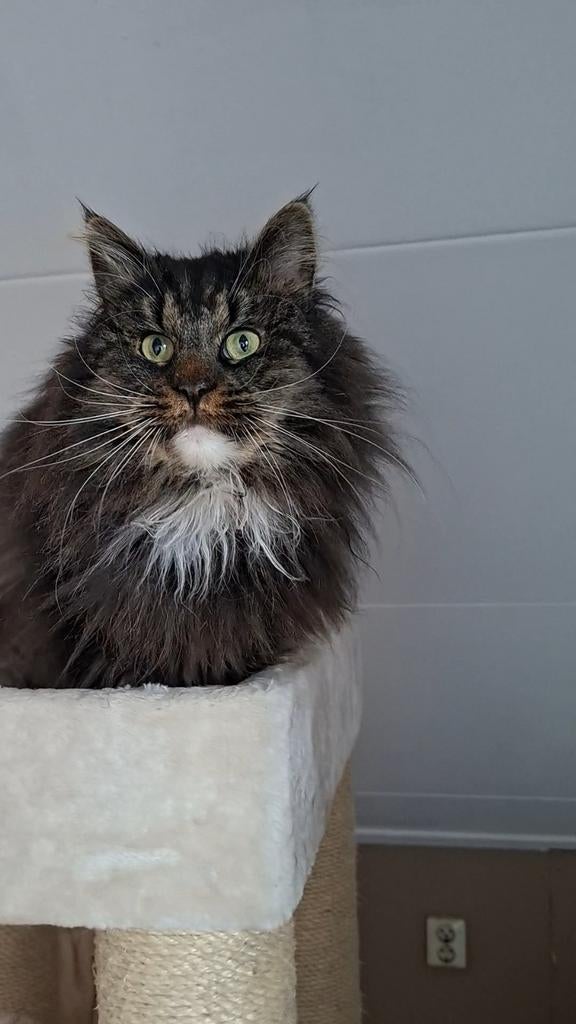 Bas, een Maine Coon dekkater, zoekt mooie dames, 3 tot 5 jaar