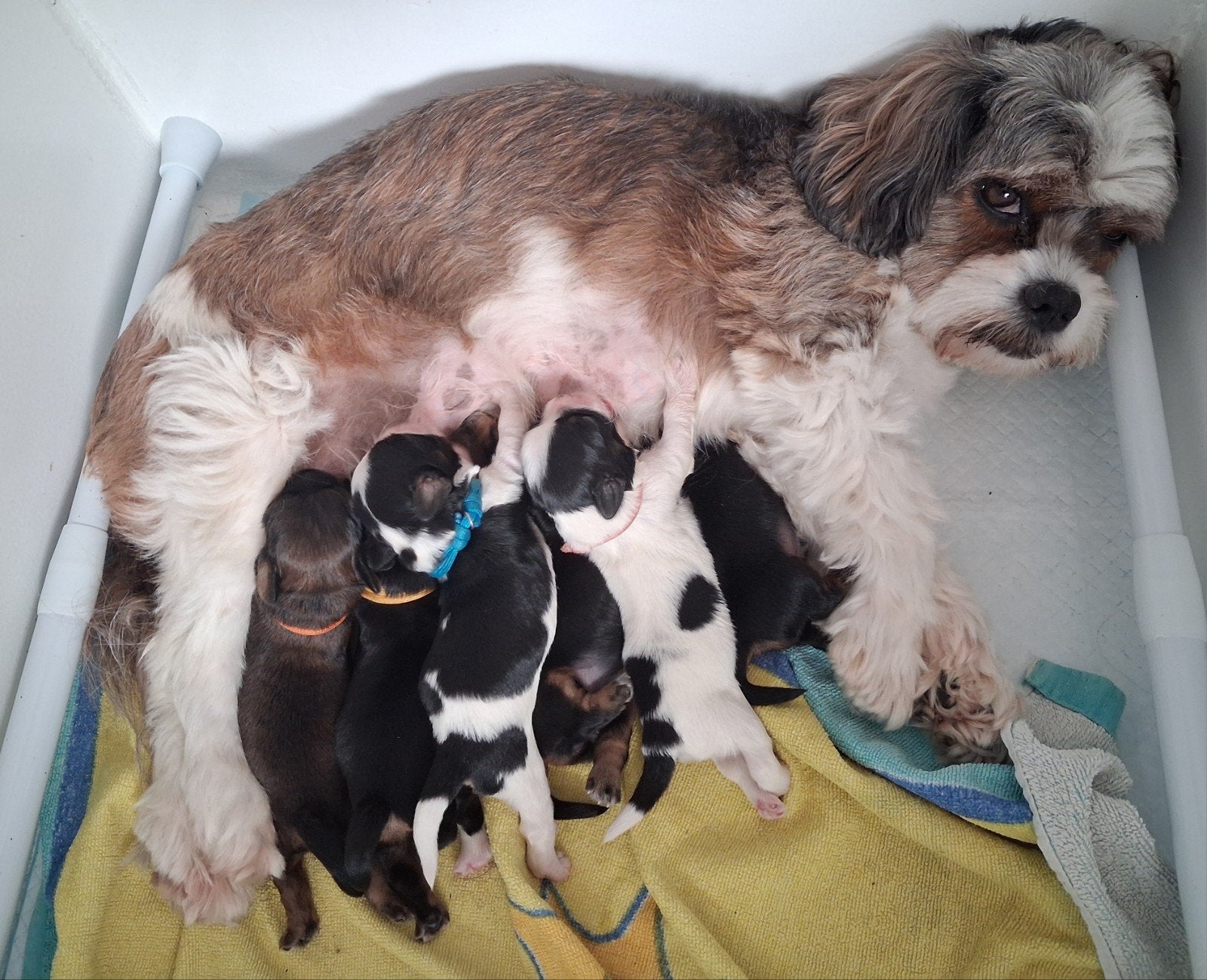 Mooie Boomer pups, 8 tot 15 weken, Meerdere, Meerdere dieren, Klein