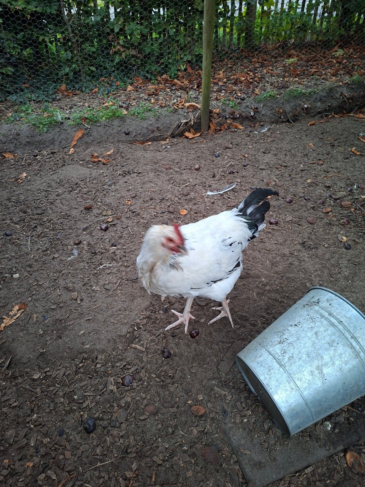 haan te koop., Dieren en Toebehoren, Mannelijk, Kip