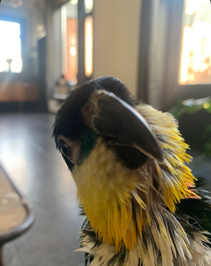 Lieve tamme caique, vrouwtje met papieren, Vrouwelijk, Parkiet, Tam