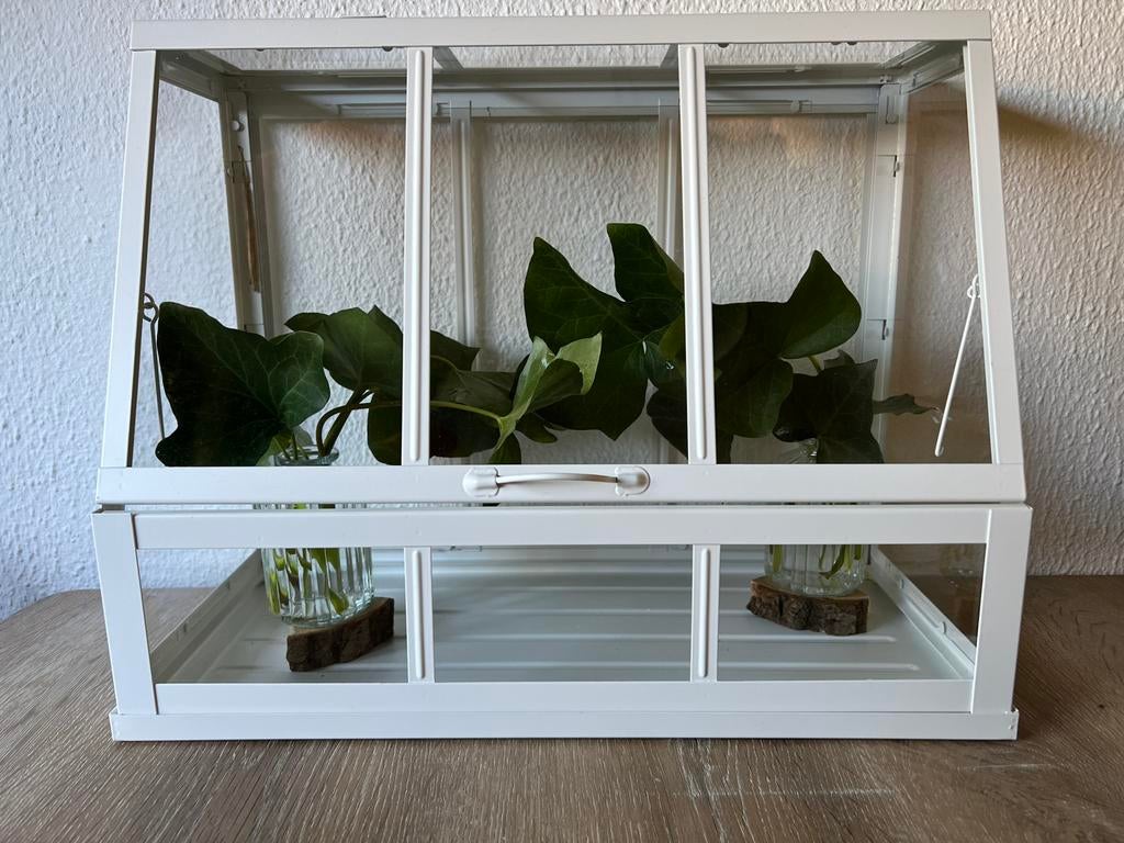 Wandelende takken met kastje / terrarium, Dieren en Toebehoren, Wandelende tak