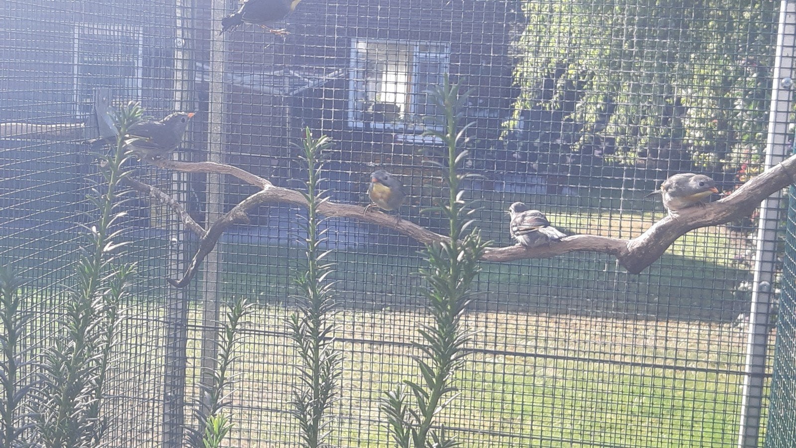 Japanse nachtegalen, Dieren en Toebehoren, Meerdere dieren, Tropenvogel