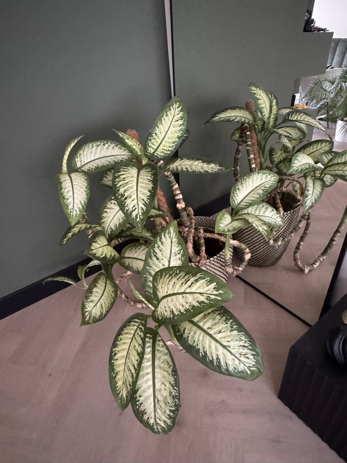 Grote Dieffenbachia met mooie mand en mosstok, Ophalen, 100 tot 150 cm, Overige soorten, Halfschaduw