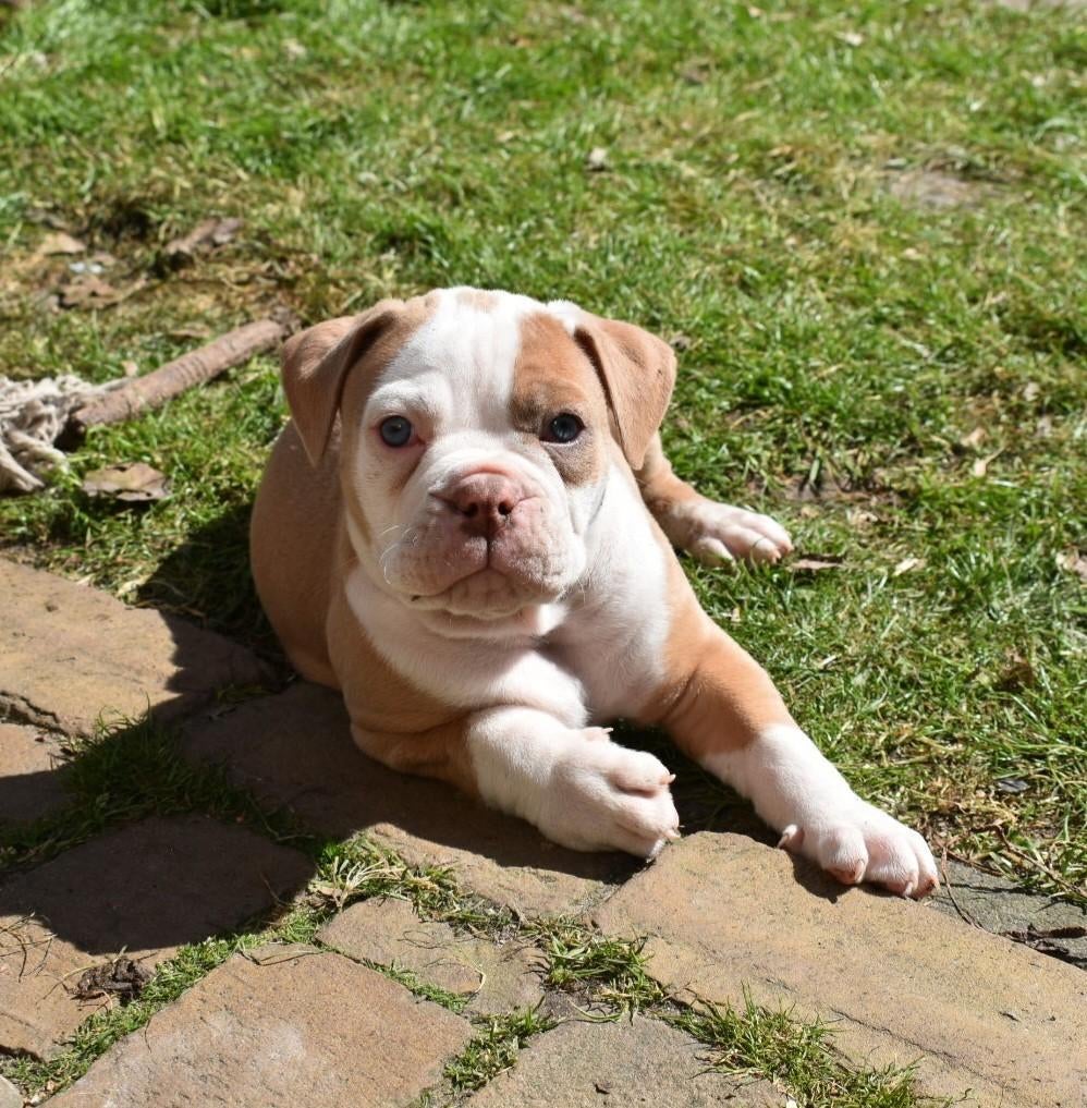 Old English Bulldog pups, Parvo, 8 tot 15 weken, Bulldog, Meerdere