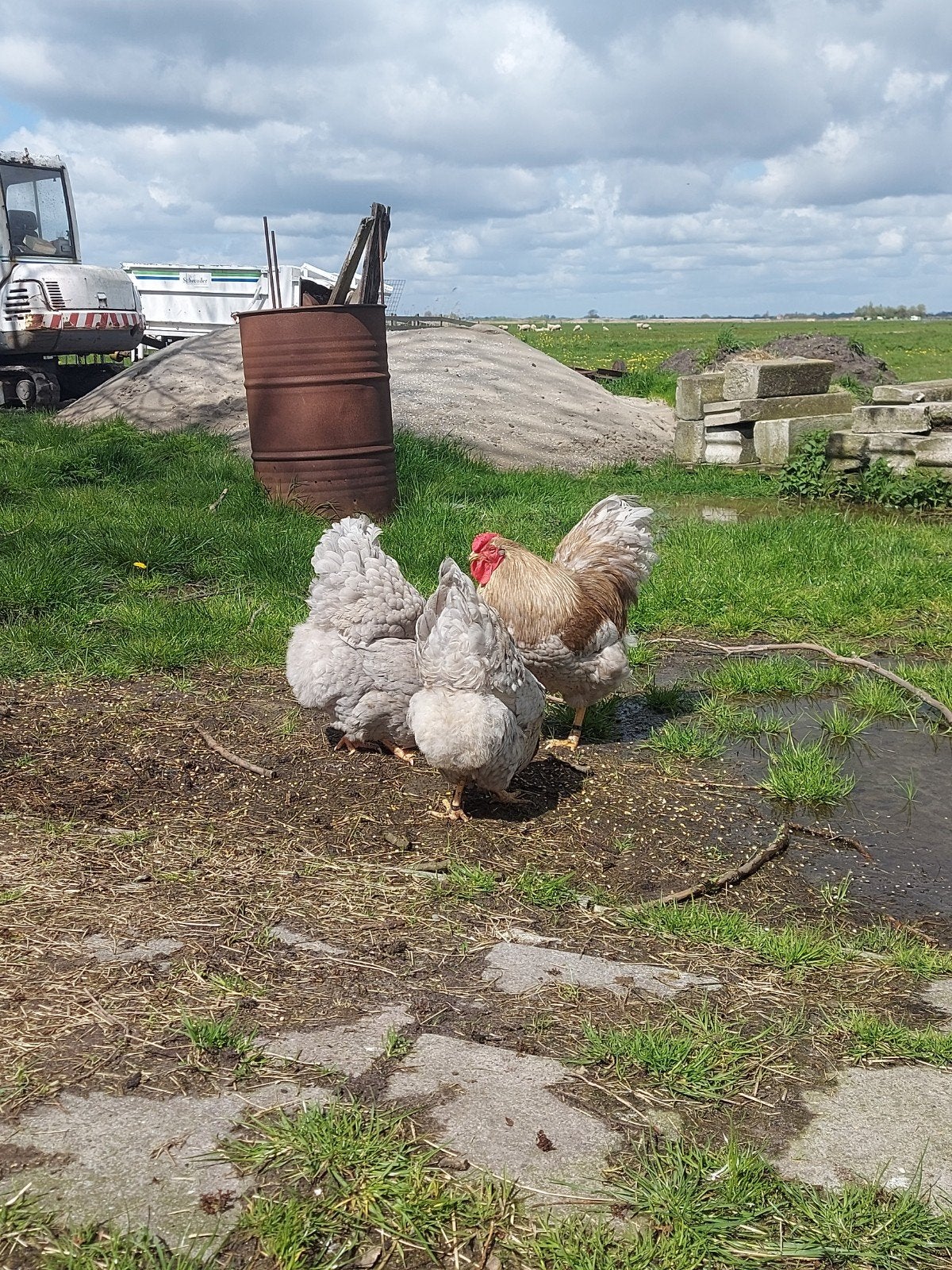 wyandotte groot blauw, Dieren en Toebehoren, Meerdere dieren, Kip