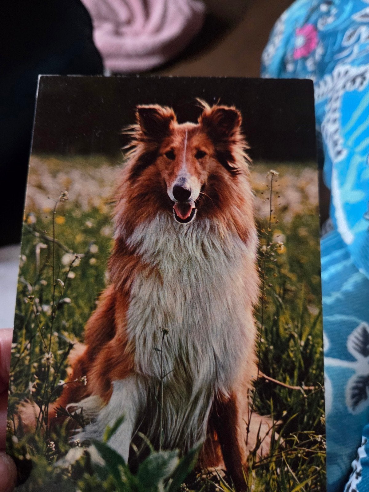Vintage Collie Hond Ansichtkaart - Ongelopen, Ophalen of Verzenden, 1960 tot 1980, Ongelopen, Hond of Kat