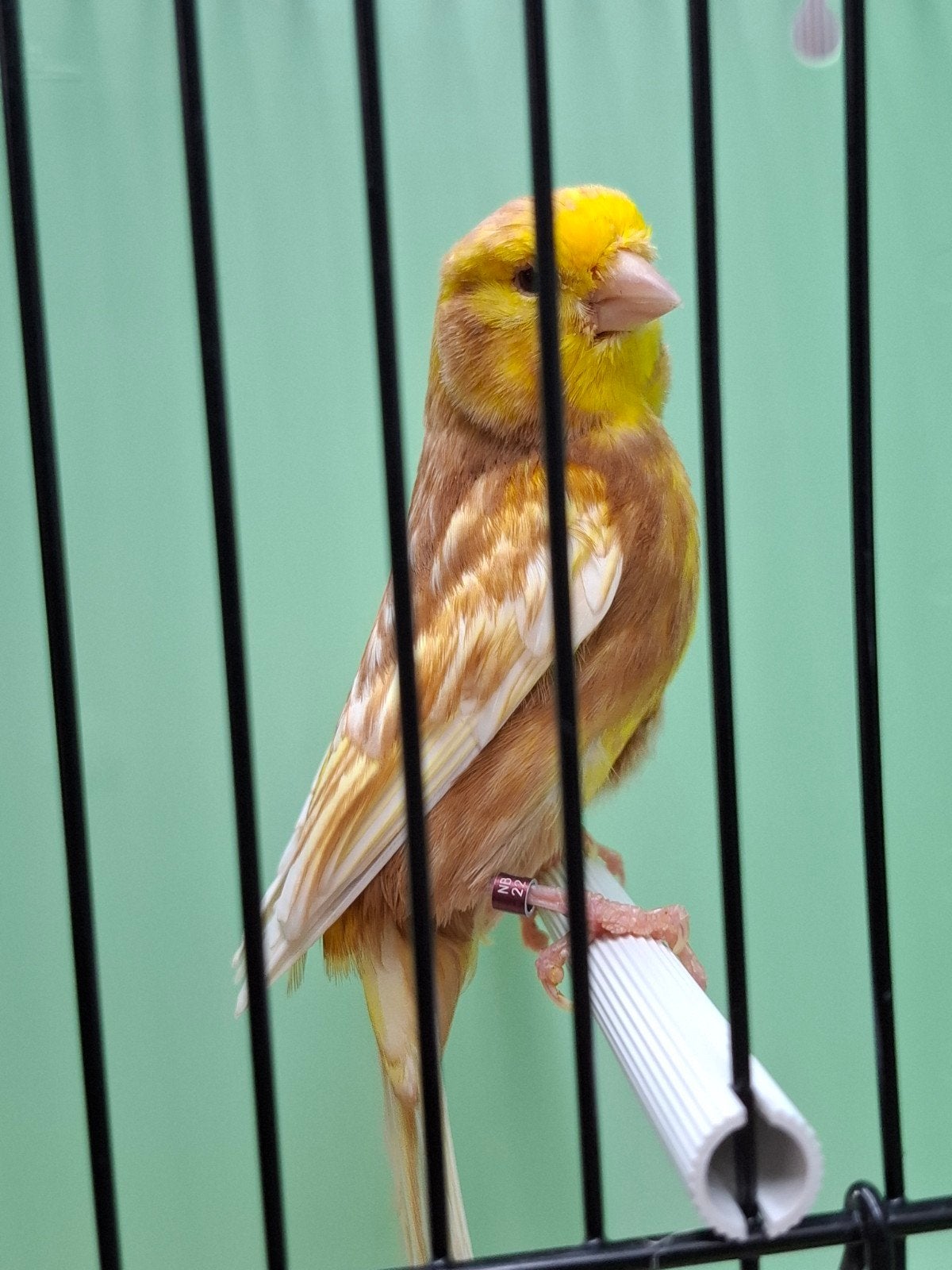 Kanarie geel mannen / senioren, Dieren en Toebehoren, Vogels | Kanaries, Mannelijk, Kleurkanarie