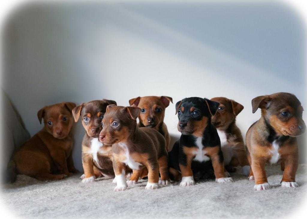Stoere Jack russell pups beschikbaar, Dieren en Toebehoren, Honden | Jack Russells en Terriërs, Parvo, Jack Russell Terriër, 8 tot 15 weken