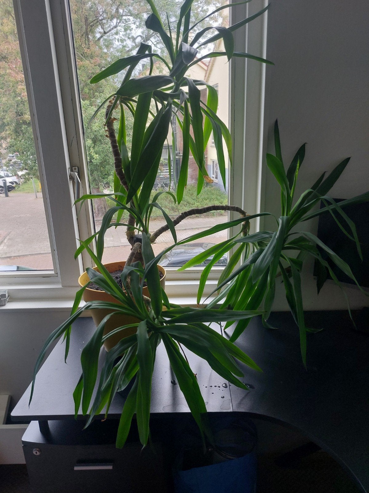 Yucca palm met pot - Afscheid wegens verbouwing, Ophalen, In pot, Yucca, 150 tot 200 cm
