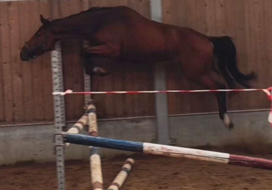 Zeer getalenteerd 4 jarig springpaard, Merrie, Springpaard, Met stamboom, 3 tot 6 jaar