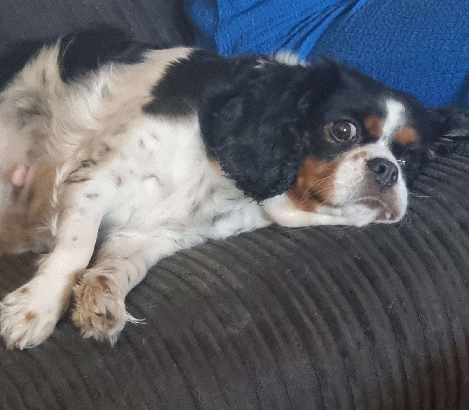 king charles  pups, 8 tot 15 weken, Teef, Meerdere, Spaniël