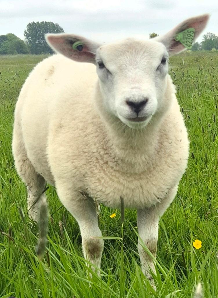 Ooi lam, Vrouwelijk, Schaap, 0 tot 2 jaar