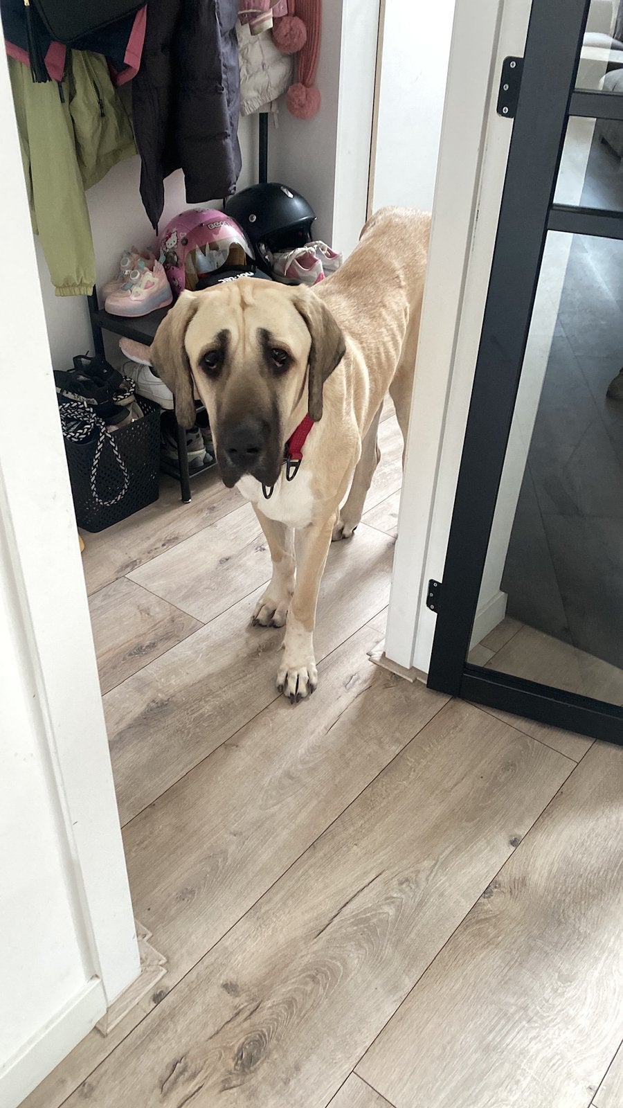 Kangal, Dieren en Toebehoren, Parvo, Overige rassen, 1 tot 2 jaar, Teef