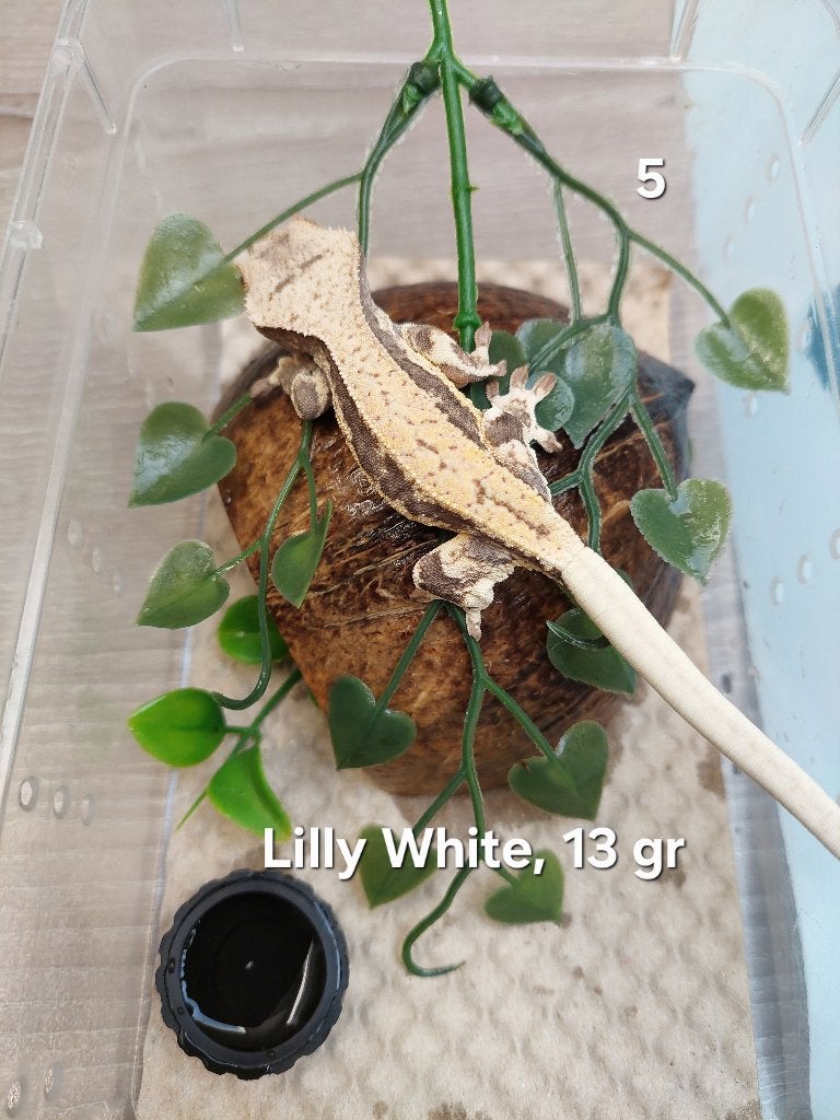 Wimpergekko Lilly White, Dieren en Toebehoren, Hagedis, 0 tot 2 jaar