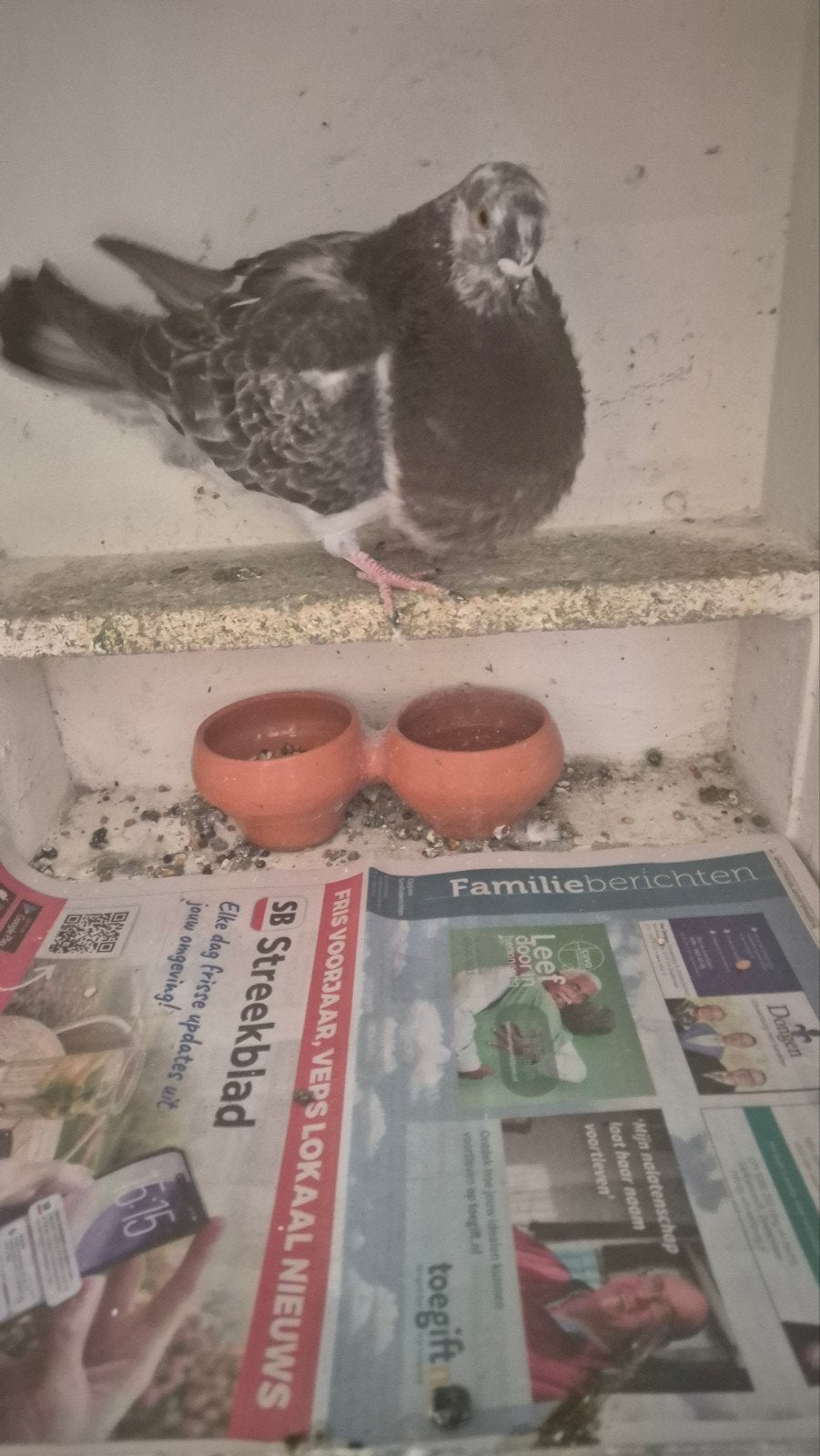Duif, Dieren en Toebehoren, Vogels | Duiven, Vrouwelijk, Kropper