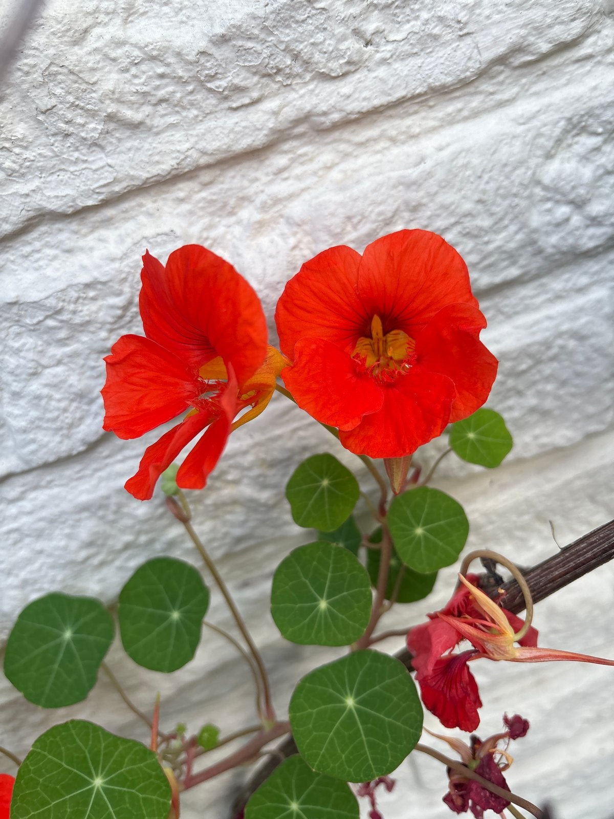 Eetbare Oost-Indische Kers - Oranje bloemen, Volle zon, Eenjarig, Ophalen of Verzenden, Kruiden