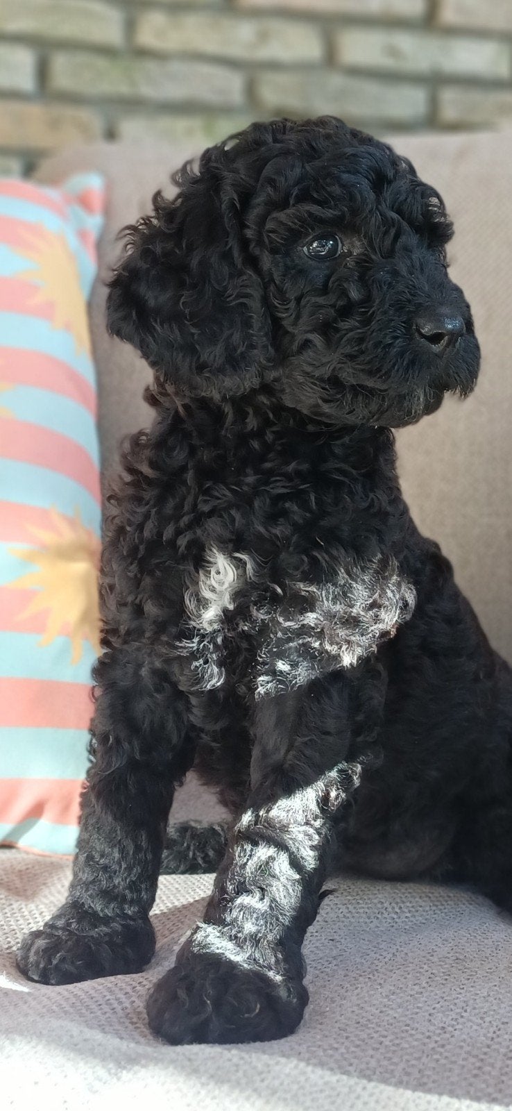 Doodlepups, Dieren en Toebehoren, Honden | Retrievers, Spaniëls en Waterhonden, Parvo, Overige rassen, 8 tot 15 weken, Meerdere