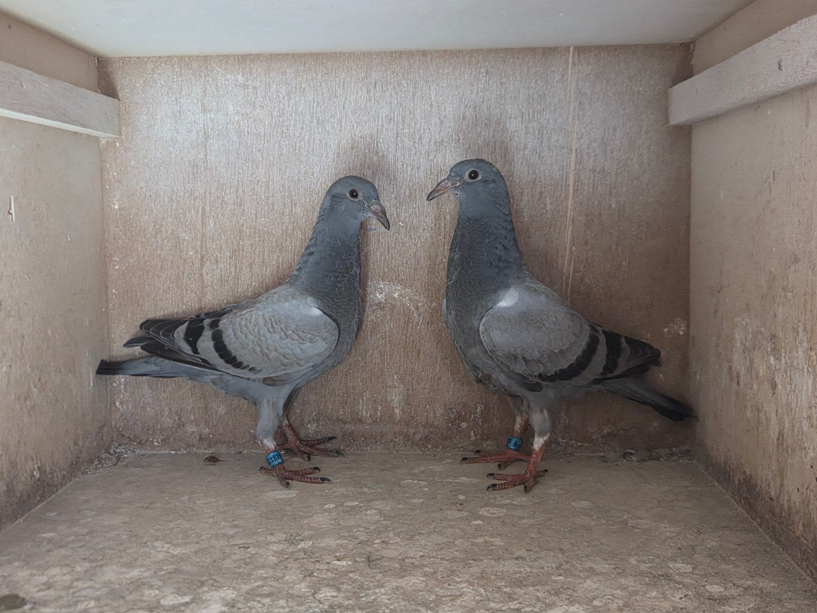 5 postduiven, Meerdere dieren, Postduif