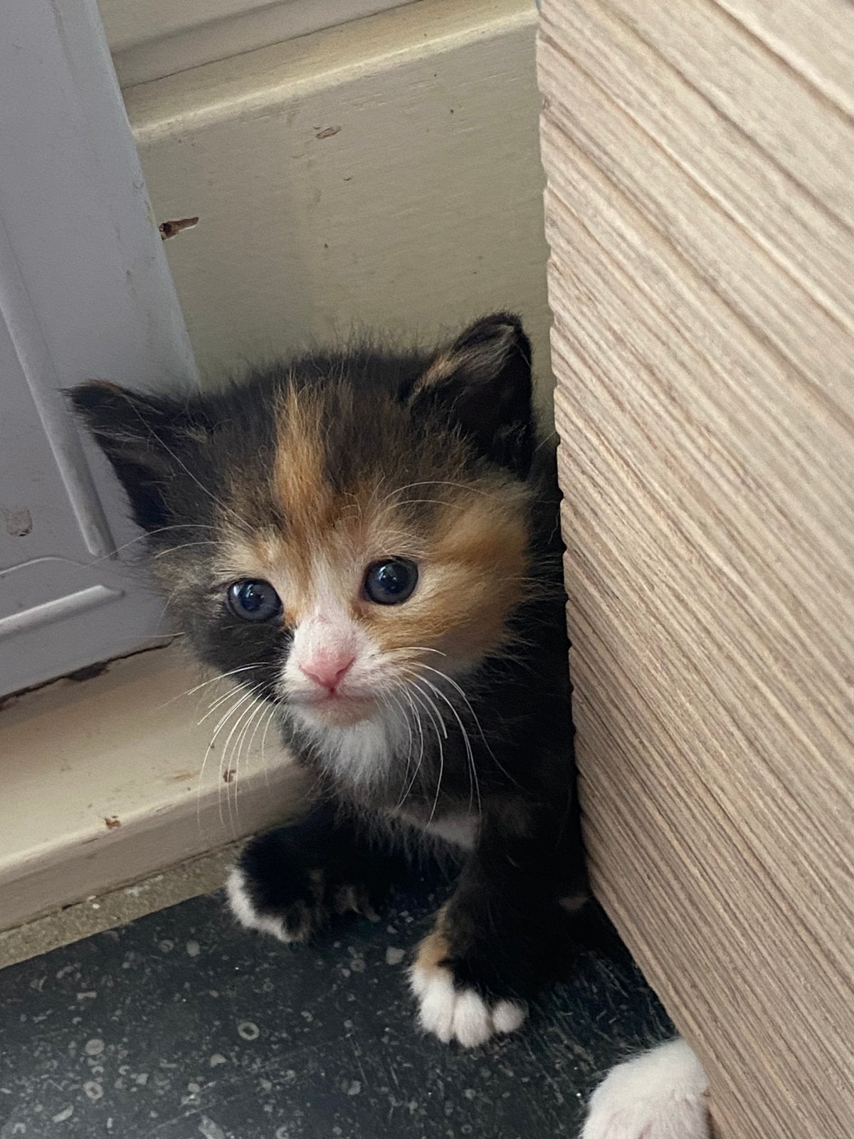 4 super aanhankelijke kittens te koop!, Poes, Kortharig, 0 tot 2 jaar