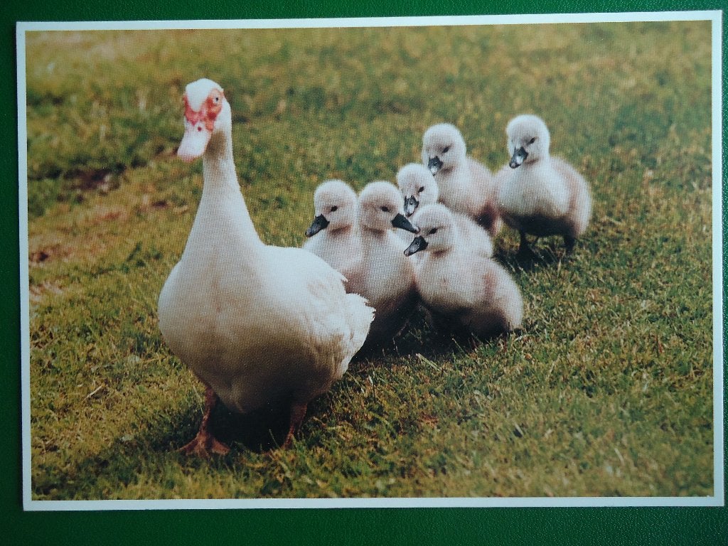 (708) Dierenkaart: EENDEN, Verzamelen, Verzenden, 1980 tot heden, Gelopen, Vogel