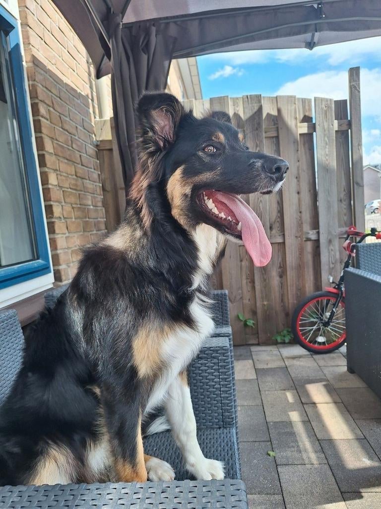 Border Collie reu, Dieren en Toebehoren, Honden | Herdershonden en Veedrijvers, Reu, 1 tot 2 jaar, Collie, Eén hond