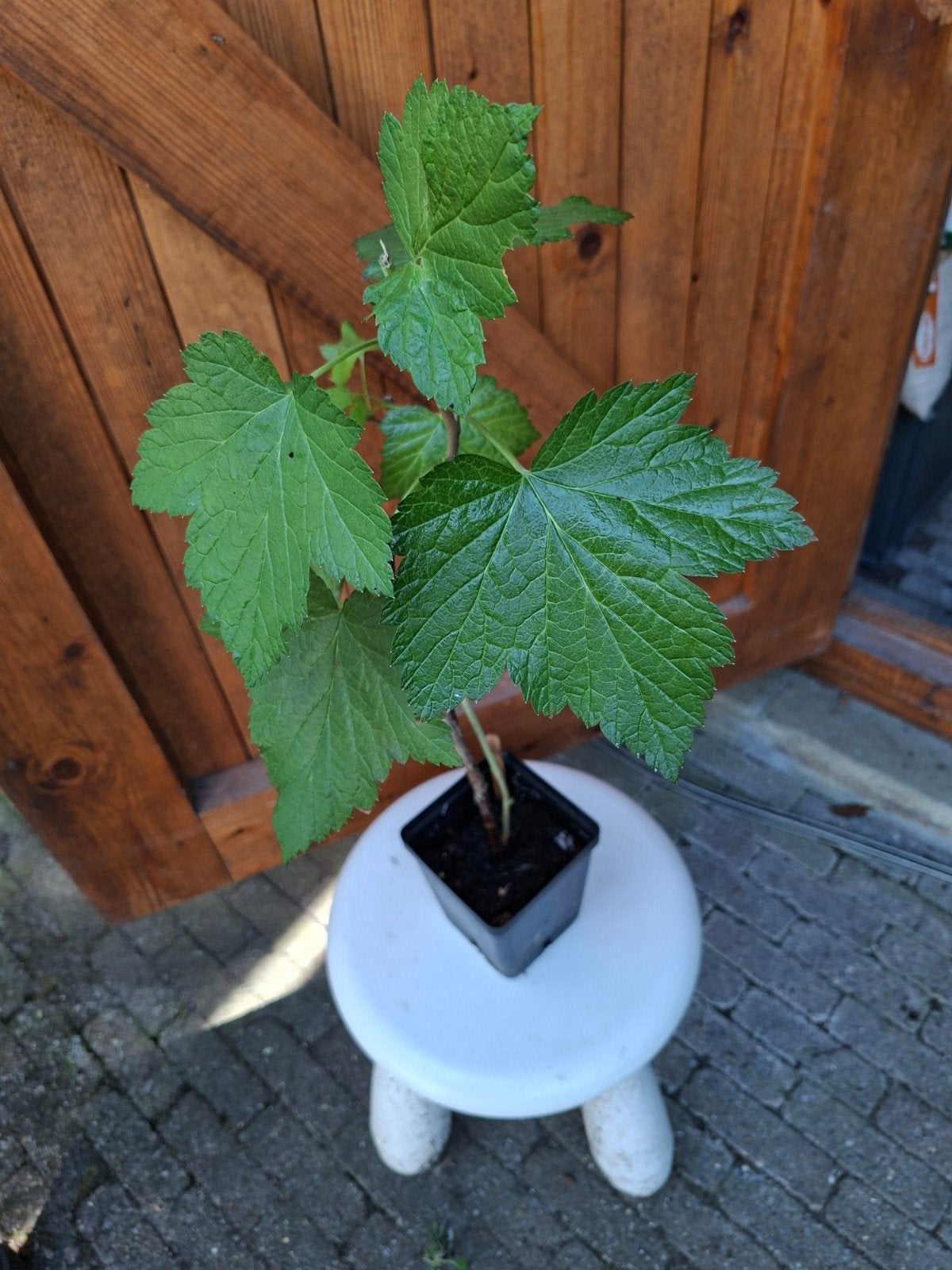 Zwarte Bes eetbaar, Ophalen, Minder dan 100 cm, Overige soorten, Lente